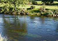 lake next to a field 